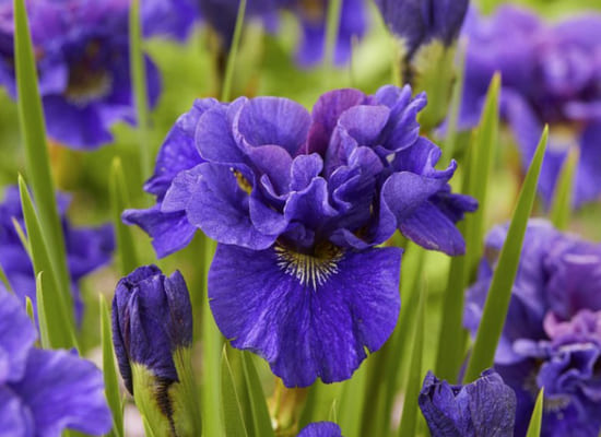 Fleurs violettes 10.jpg